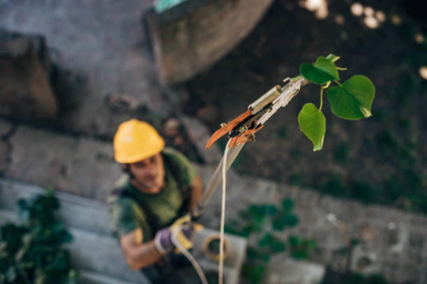 Best Seasonal Cleanup  in Chelan, WA